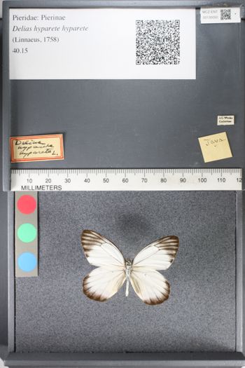 Media type: image;   Entomology 130050